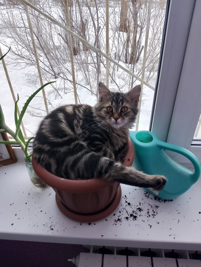 Просто кость широкая