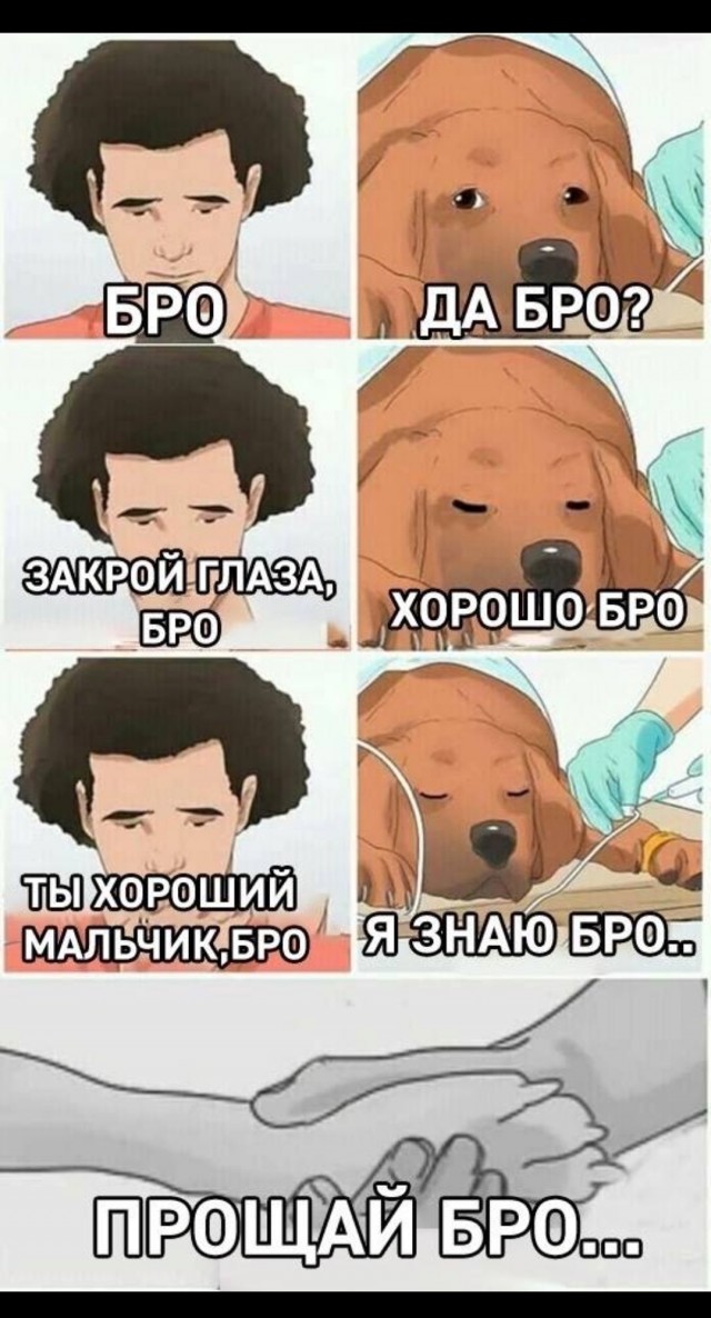 Прощание с верным другом: история о смерти моего пса.