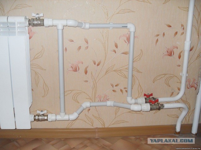 В котокафе «Мяу мяу» в Калининграде ночью прорвало трубу