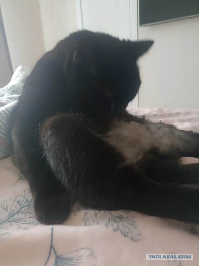 Котовторник#