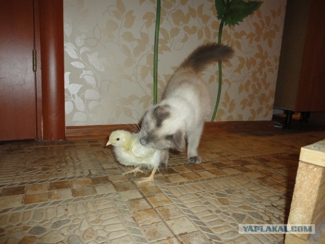 Котовторник  30.07.2013