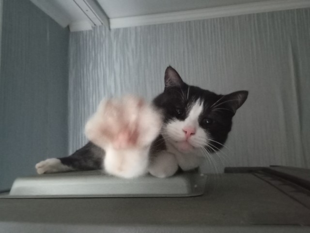 Объяснительная коту