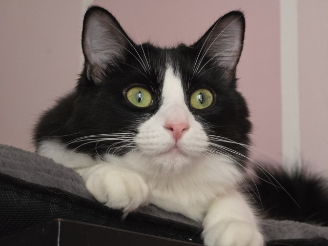 Котопёс