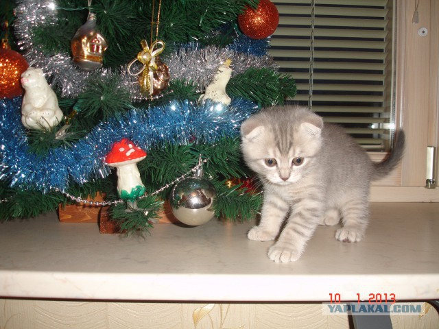 Котовторник   31.12.  2013