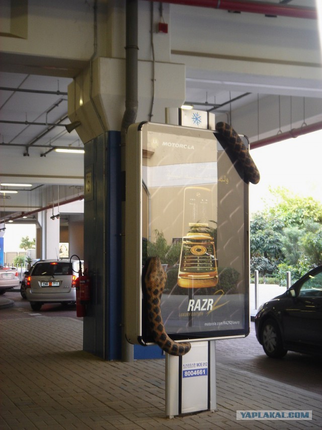 Фото-приколы