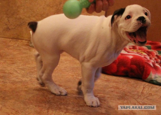 О, my dog