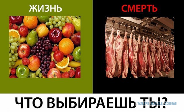 Как заставить веганов себя ненавидеть.