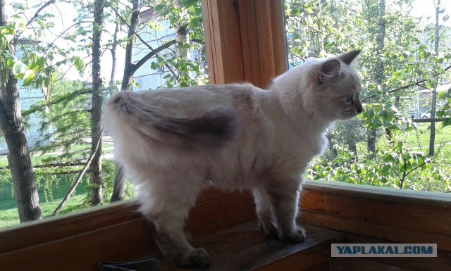 Котовторник 10.06.2014
