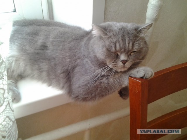 Котовторник 16.09.14