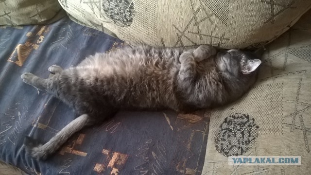 А как спит ваш кот?