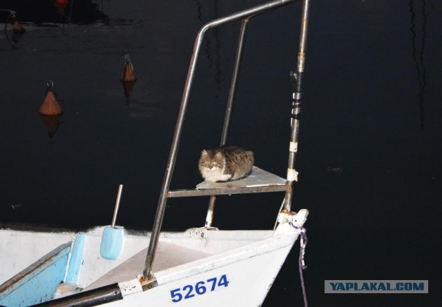 Котовторник 27.01.2015