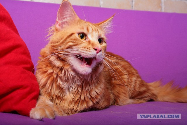 Котовторник