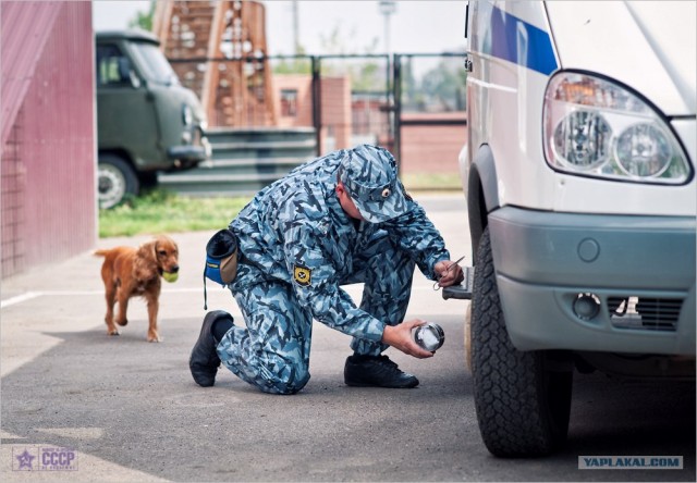 Центр кинологической службы Упр-ния на транспорте