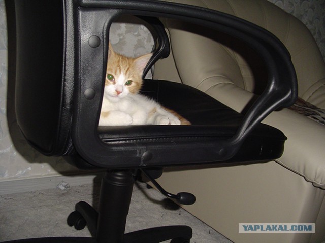 Котовторник
