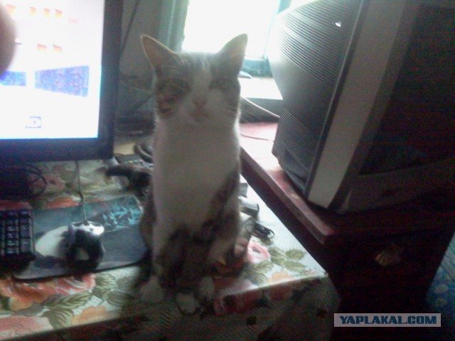 Котовторник 11.08.2015