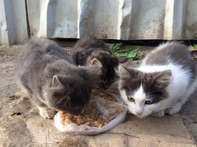 Котовторник