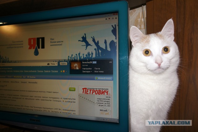 Котовторник 15-09-2015 !
