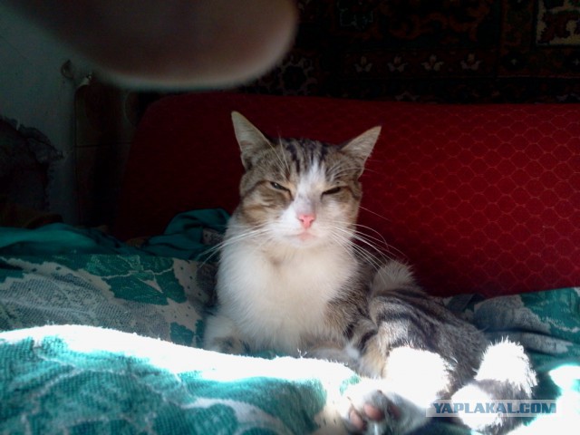 Котовторник 15-09-2015 !