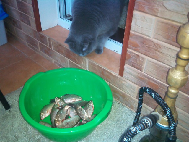 Котовторник 29-09-2015,