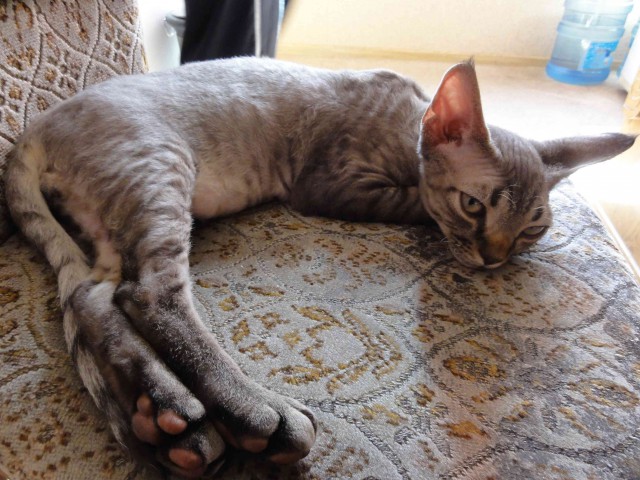 Котовторник 06.10.2015