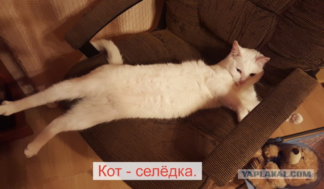 Класификация котов в картинках