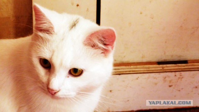 Котовторник 17.11.2015