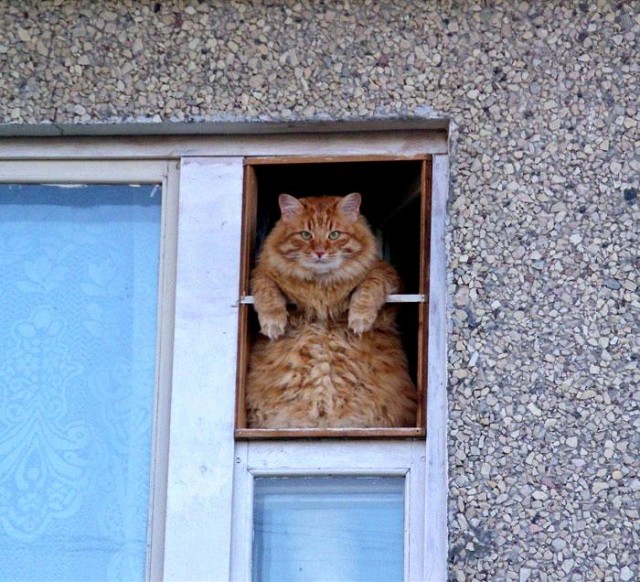 Коты, кошки, котята