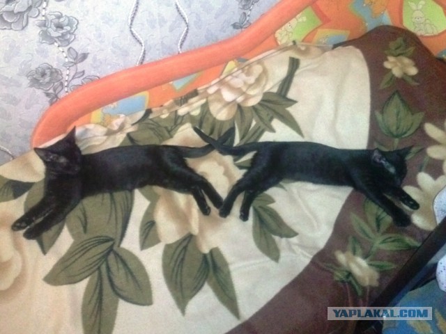Котовторник