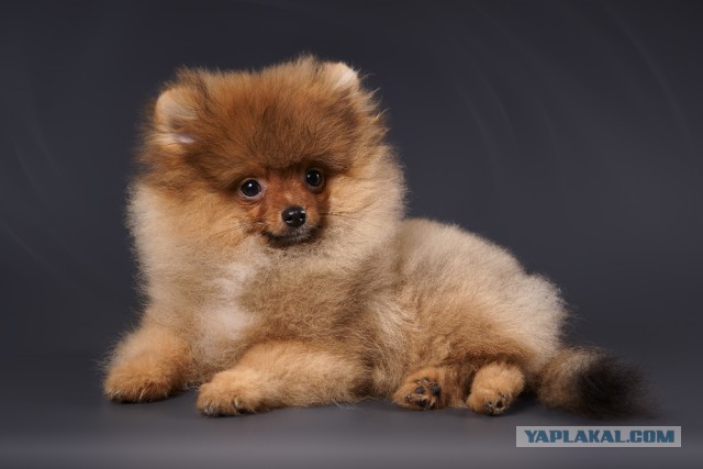 Собакочетверг же, ау!