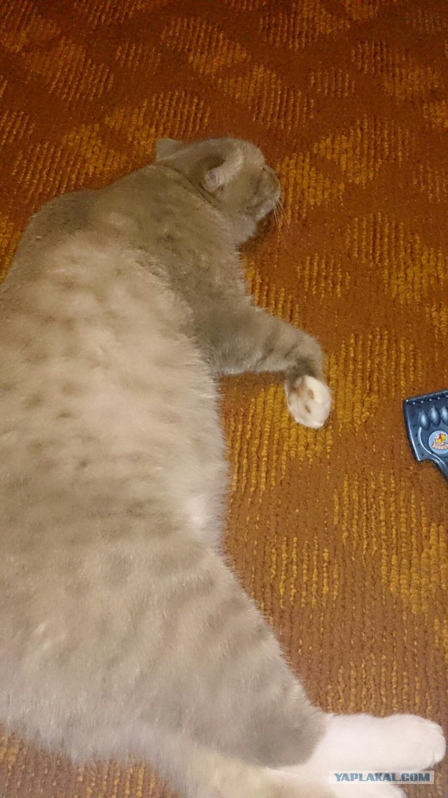 Котовторник 15.12.2015