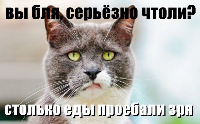 В мире животных: сказка о маленьком, но очень храбром мышонке