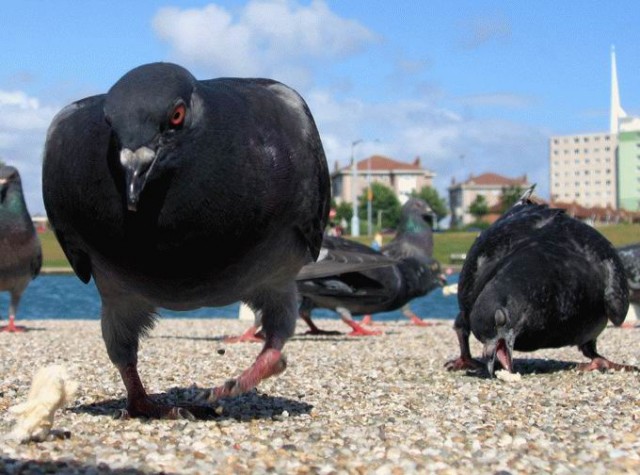 Братуха, есть семки?