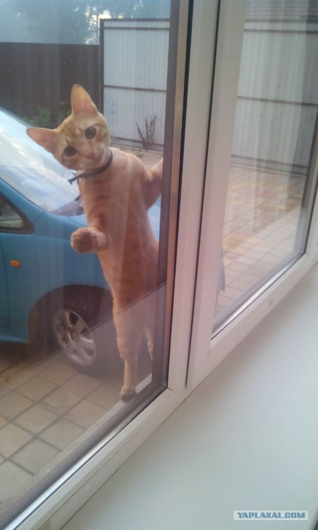Котовторник 26.07 2016