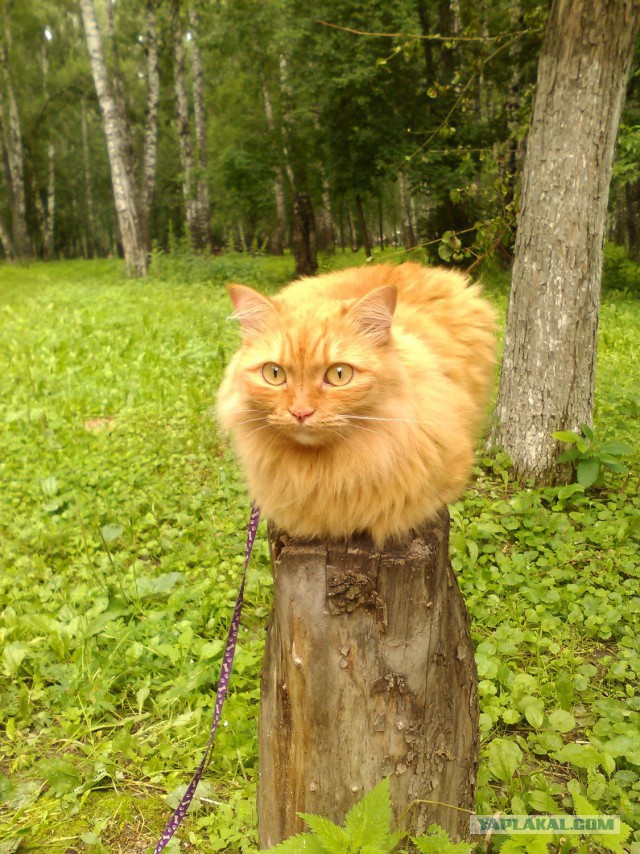 Котовторник 09.08.2016