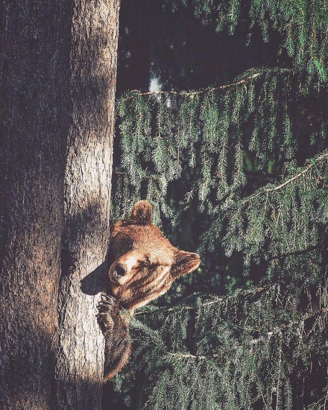 Прикольные животные