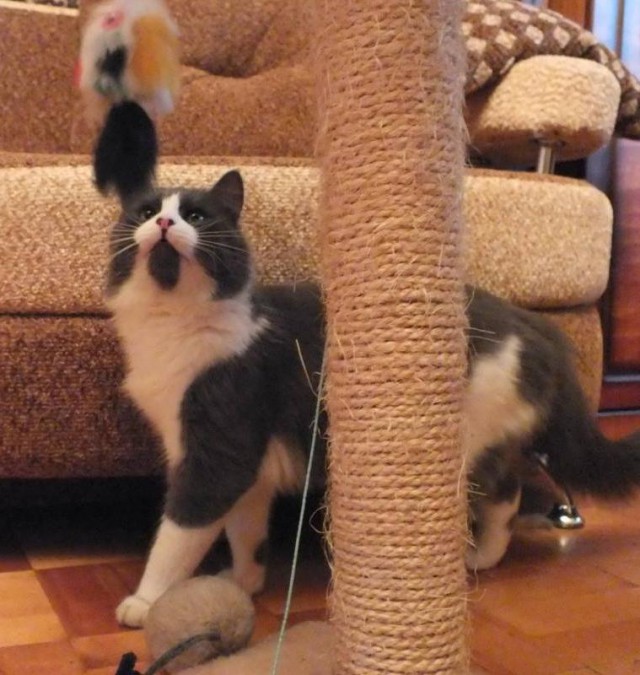 Коты из сети