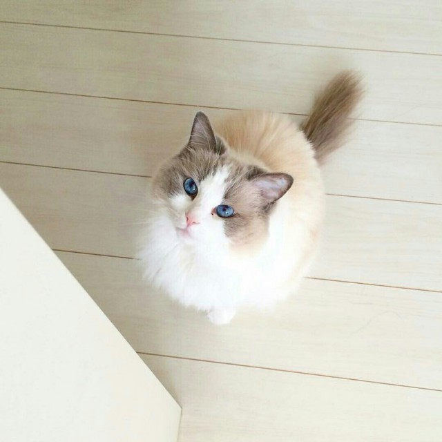 Коты из сети