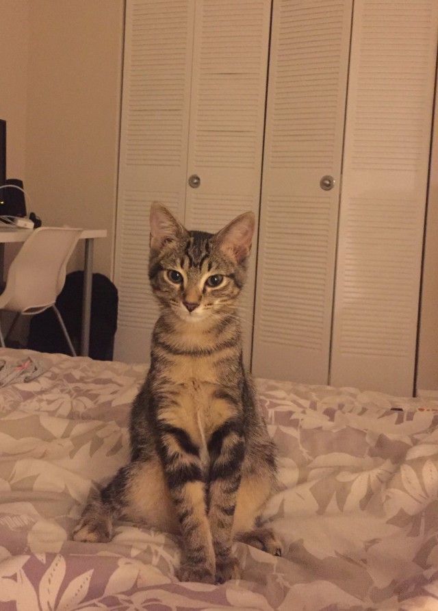 Коты из сети