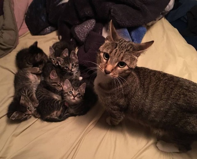 Коты из сети