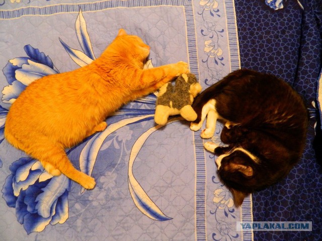 Котовторник  31.01.2017