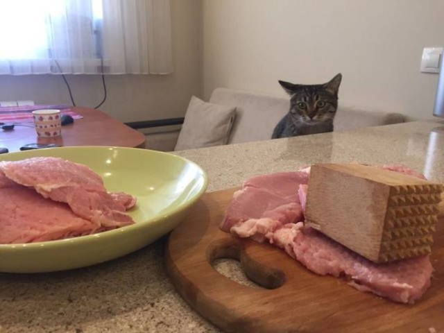 Коты и Кошки
