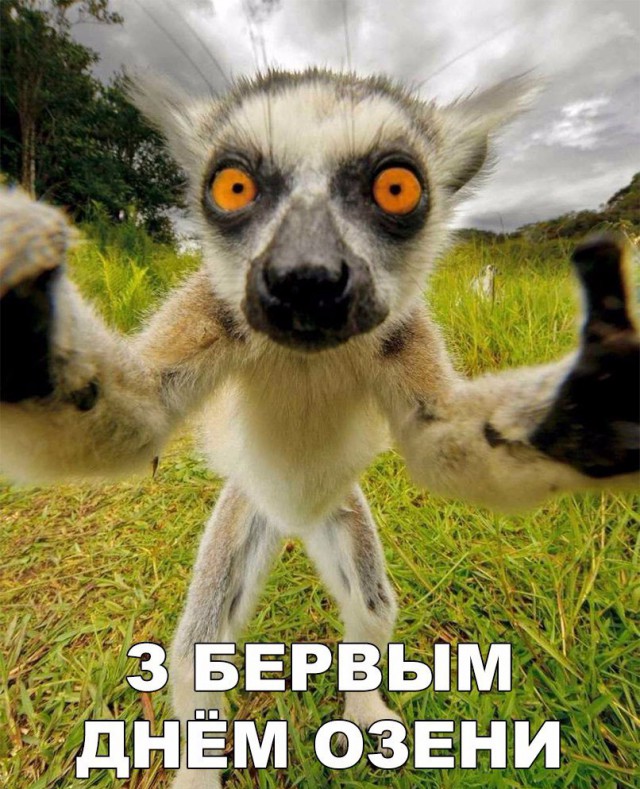 Подборка забавных животных
