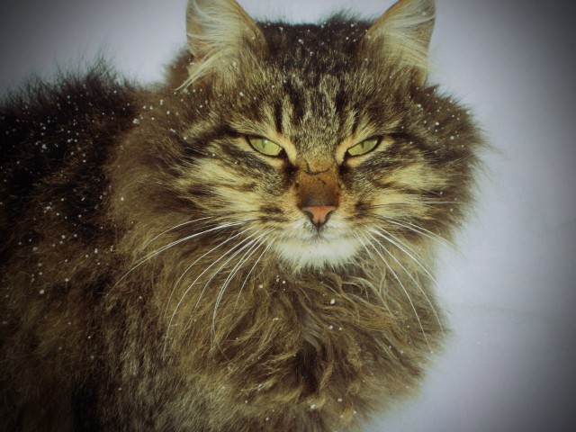 Коты и Кошки