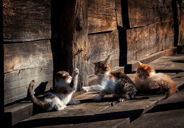 Коты и Кошки