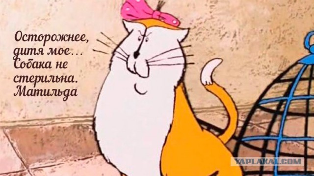 Обращение Поклонской к генпрокурору Чайке