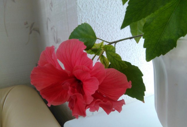 Осень! Дачники ЯПа. Есть чем похвалиться в этом дождливом году?
