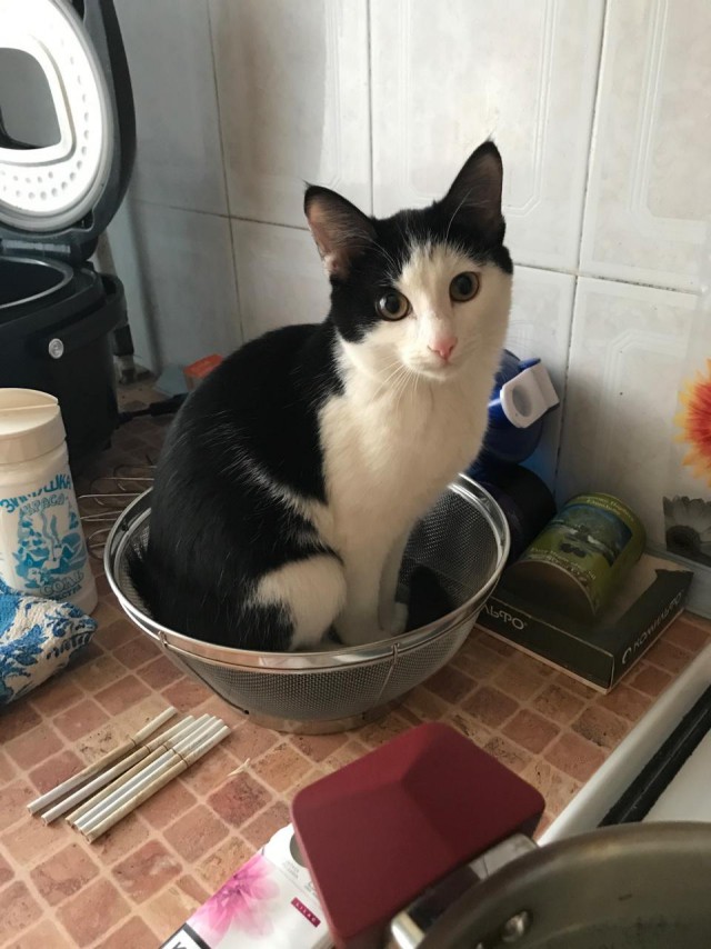 Коты и Кошки
