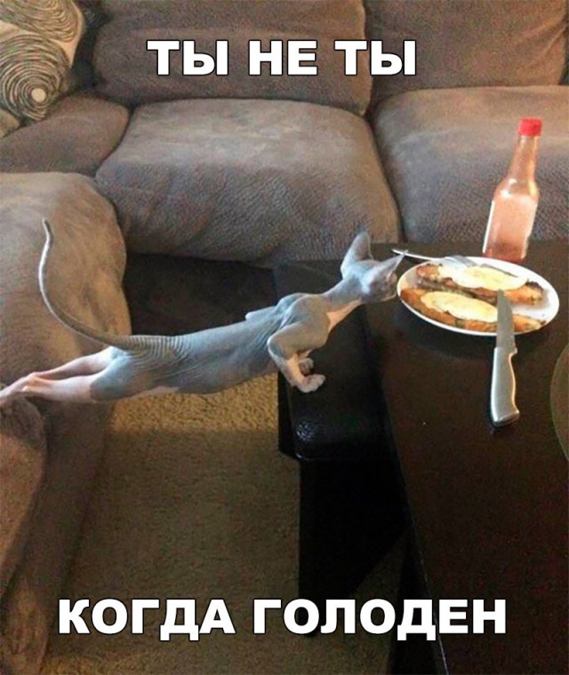 Прикольные картинки обо всём