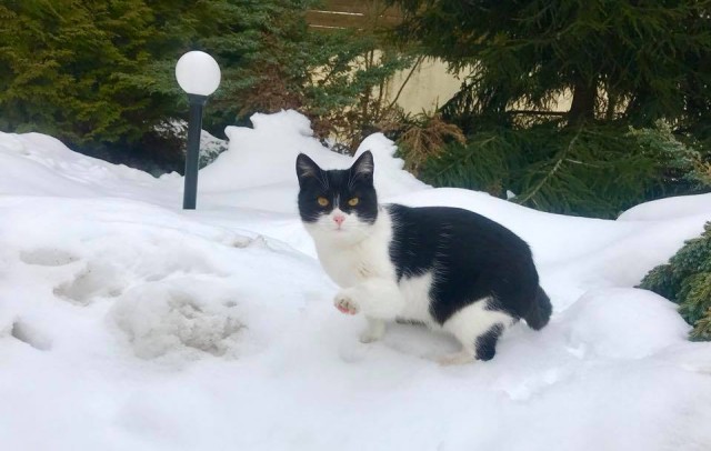 Котовторник ждали? А вот и он!