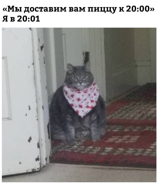 Кот без прикрас